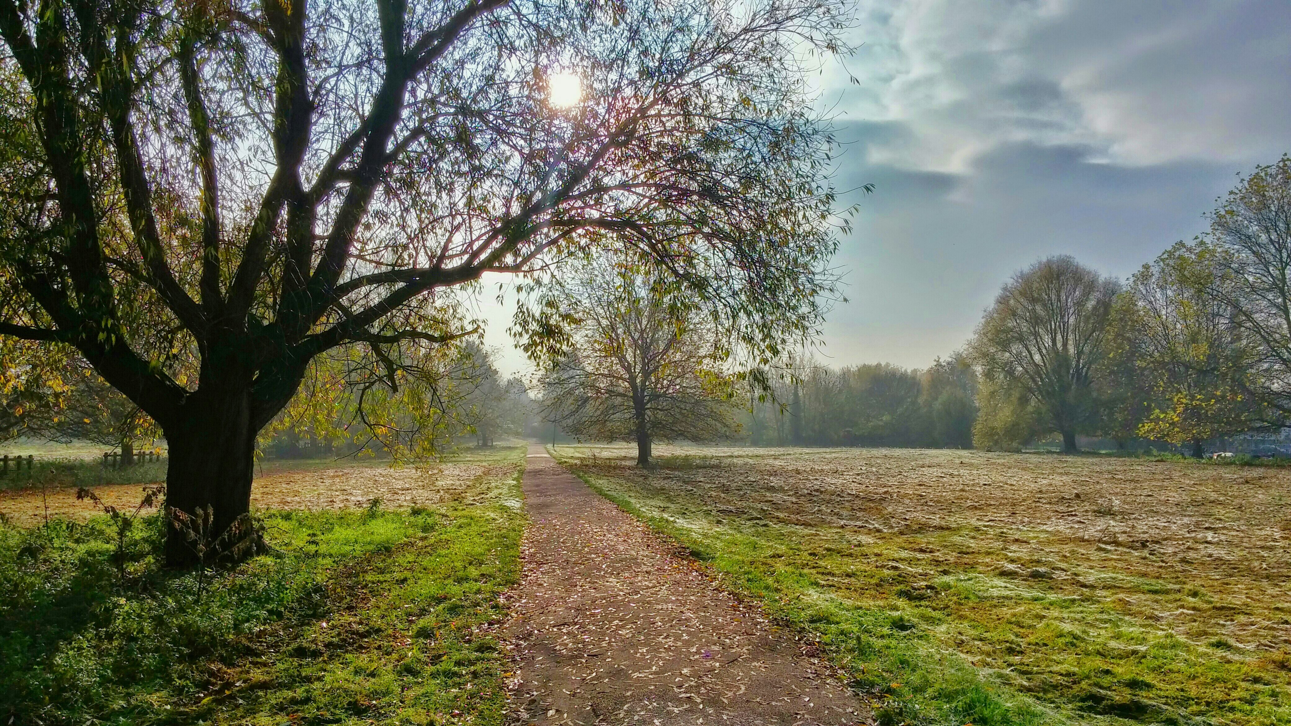 trees and green grass under white clouds and blue sky during daytime